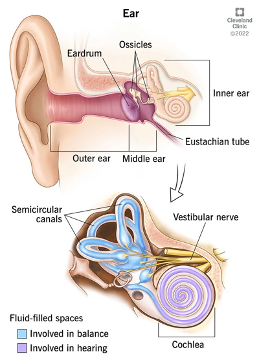 A diagram of the ear to explain the causes of BPPV. From Posture Plus Physiotherapy Hong Kong